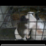 qtweeter8.2
